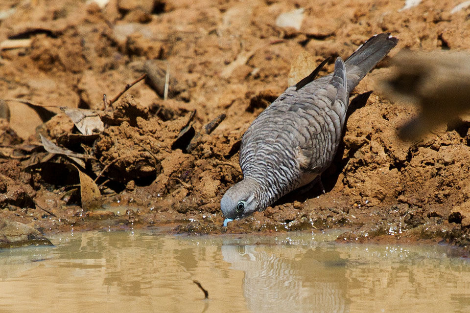 Peaceful Dove (Geopelia striata)